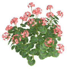 Pink Geranium flowers. Image 11 of a collection of realistic 3D PNG illustrations.