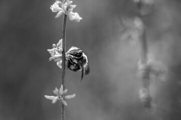 Black and white detail of a honey bee among small, fragrant genista flowers in the field