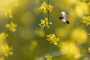 Detail of a honey bee among small, fragrant yellow genista flowers in the field
