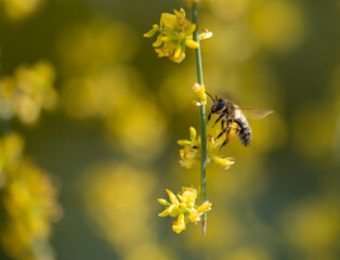 Detail of a honey bee among small, fragrant yellow genista flowers in the field