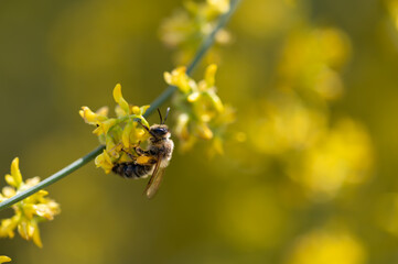 Detail of a honey bee among small, fragrant yellow genista flowers in the field