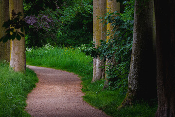 Natural gravel path in the forest with green leaves, Walkways with curve and tree trunks along the side, Woodland with pathway in the dark toned, Nature background.