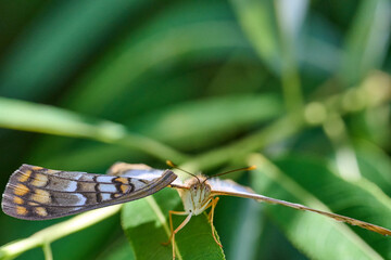 white peacock butterfly closeup