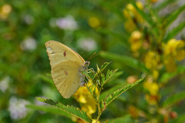 cloudless sulphur butterfly looking for nectar 