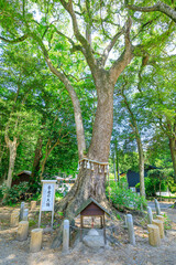 初夏の飯盛神社　御神木　福岡県福岡市　Iimori Shrine in early summer. Sacred tree. Fukuoka Pref, Fukuoka City.