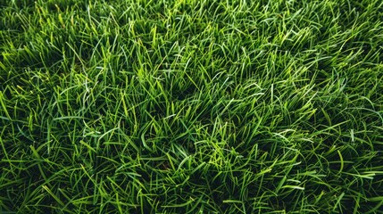 Obraz premium Fresh green grass for football sport