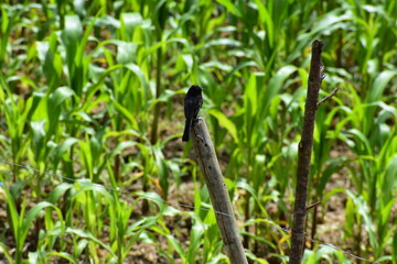 bird on the corn