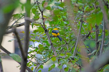 yellow and black bird