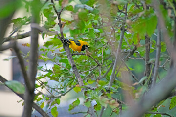 yellow and black bird