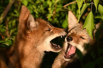 Two cute young Coyote cubs play fight in a spring meadow along the edge of a forest in an urban park