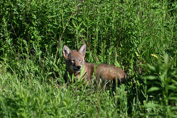 A cute young Coyote Cub awakens from a nap in a spring meadow along the edge of a forest in an urban park