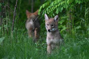 A cute young Coyote Cub explores a spring meadow along the edge of a forest in an urban park