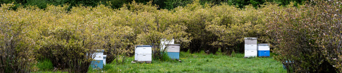 Symbiosis in nature, bee hive boxes, apiary, in a blueberry farm field with bushes in full bloom, bees pollinating the plants while feeding to produce honey
