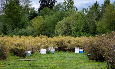 Symbiosis in nature, bee hive boxes, apiary, in a blueberry farm field with bushes in full bloom, bees pollinating the plants while feeding to produce honey
