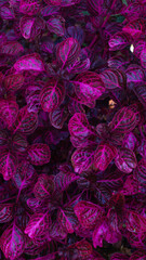 Vibrant Pink and Purple Foliage