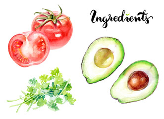 Watercolor Illustrations showcase Cilantro, Avocado, Tomato flavor to culinary creations