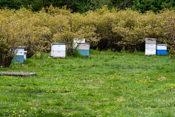 Symbiosis in nature, bee hive boxes, apiary, in a blueberry farm field with bushes in full bloom, bees pollinating the plants while feeding to produce honey
