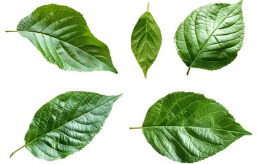 Naklejka premium Green Fruit Tree Leaves in Various Angles on White Background 