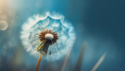 dandelion on blue backdrop, symbolizing freedom and wishes