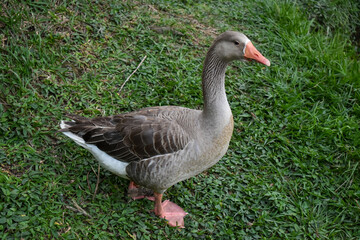 UN PATO DE LA REGION CAFETERA. COLOMBIA.