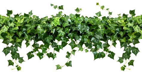 Fototapeta premium Green Ivy Vine Adds Beauty to Gardens