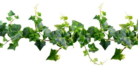 Green Ivy Vine Adds Beauty to Gardens