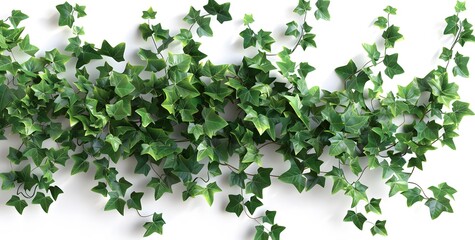 Green Ivy Vine Adds Beauty to Gardens