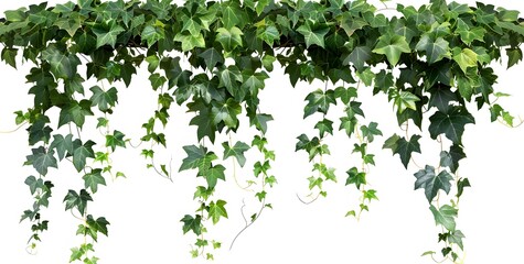 Green Ivy Vine Adds Beauty to Gardens