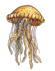 jellyfish coloring page for kids to color with pencils

