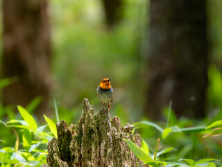 森の中で枯れ木に留まっているコマドリの雄