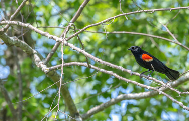 Closeup of a red-winged blackbird.