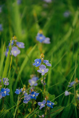 blue flowers in the garden