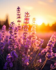 Obraz premium Sunset serenades and lavender whispers ,generative ai