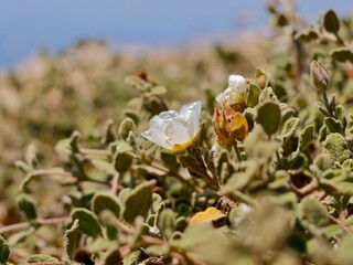 Flowers of the sage-leaved rock-rose, salvia cistus or Gallipoli rose (Cistus salviifolius). Near the Cape Roca (Cabo da Roca), the westernmost point of mainland Portugal and continental Europe
