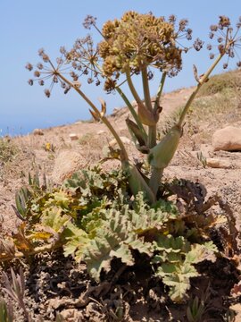 Yellow flowers and seeds of villous deadly carrot (Thapsia villosa). Near the Cape Roca (Cabo da Roca), the westernmost point of mainland Portugal and continental Europe