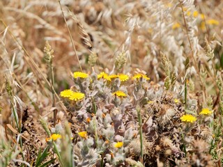 Flowers of Andryala arenaria. Andryala is a genus of flowering plants in the family Asteraceae. Near the Cape Roca (Cabo da Roca), the westernmost point of mainland Portugal and continental Europe