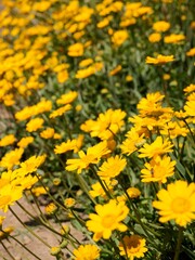 Fototapeta premium Field of flowers of the corn marigold (Coleostephus myconis). Near the Cape Roca (Cabo da Roca), the westernmost point of mainland Portugal and continental Europe