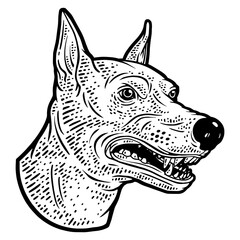 Angry growling doberman dog head sketch engraving PNG illustration. T-shirt apparel print design. Scratch board imitation. Black and white hand drawn image.