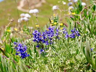 Obraz premium Flowering larkspur (Delphinium verdunense) at the coast from Cape Roca (Cabo da Roca), the westernmost point of the Sintra Mountain Range, of mainland Portugal and continental Europe