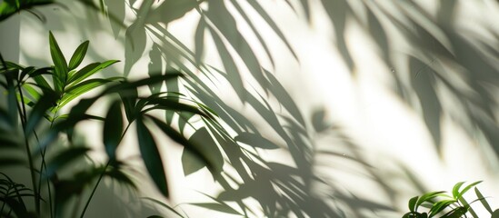 Tropical leaves and tree branches cast shadows and light on a white wall, creating a blurred natural backdrop.