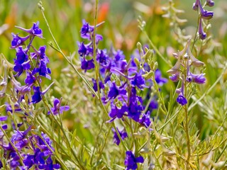 Flowering larkspur (Delphinium verdunense) at the coast from Cape Roca (Cabo da Roca), the westernmost point of the Sintra Mountain Range, of mainland Portugal and continental Europe