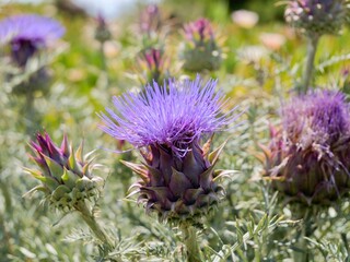 Flowers of wild thistle (Cynara humilis), a species of flowering plant in the artichoke and cardoon genus Cynara. Native to the Canary Islands, Morocco, Algeria, Portugal, and Spain.
