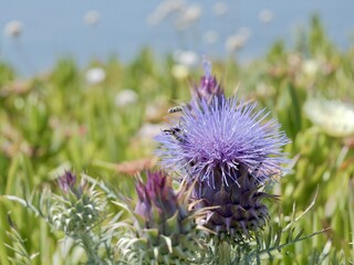 Flowers of wild thistle (Cynara humilis), a species of flowering plant in the artichoke and cardoon...