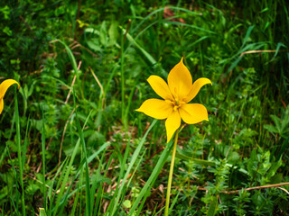 Beautiful bieberstein tulip