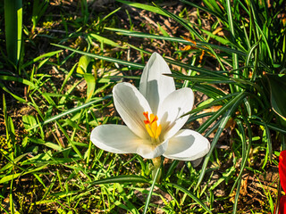 Big white crocus