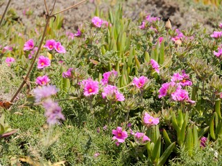 Flowering of the pink rock-rose or hoary rock-rose (Cistus creticus). Near the Cape Roca (Cabo da Roca), the westernmost point of mainland Portugal and continental Europe