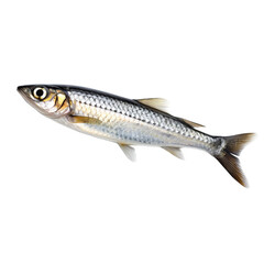 Fototapeta premium fish on white background