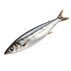 Fototapeta premium fish on white background