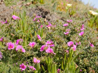Obraz premium Flowering of the pink rock-rose or hoary rock-rose (Cistus creticus). Near the Cape Roca (Cabo da Roca), the westernmost point of mainland Portugal and continental Europe