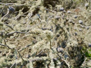 Moss on the branches. Near the Cape Roca (Cabo da Roca), the westernmost point of mainland Portugal and continental Europe